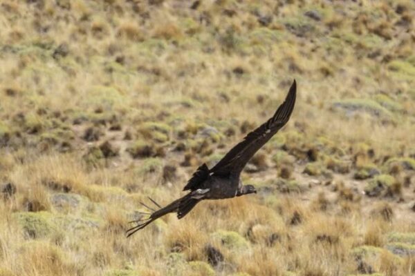 Four Andean Condors Released into the Wild in Chilean Patagonia Four Andean Condors Released into the Wild in Chilean Patagonia