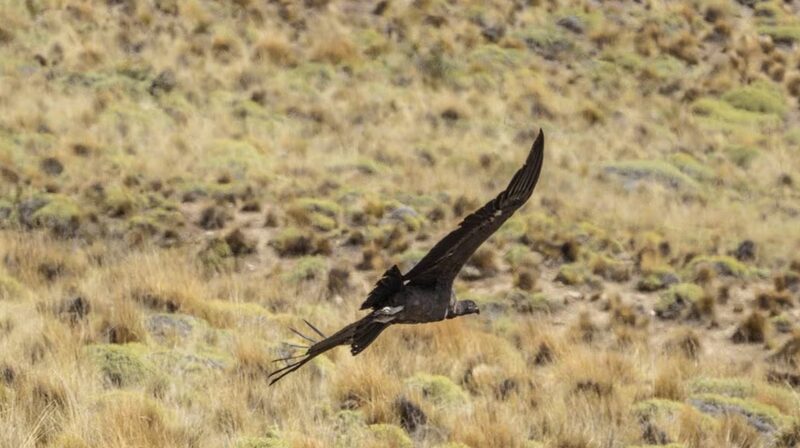 Four Andean Condors Released into the Wild in Chilean Patagonia