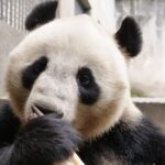 Four Giant Pandas Make Enthralling Debut at Lanzhou Wild Animal Park