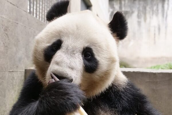 Four Giant Pandas Make Enthralling Debut at Lanzhou Wild Animal Park Four Giant Pandas Make Enthralling Debut at Lanzhou Wild Animal Park