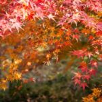 Four_Iconic_Mountains_for_Leaf_Peeping_in_China