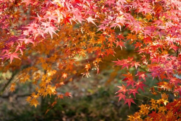 Four_Iconic_Mountains_for_Leaf_Peeping_in_China