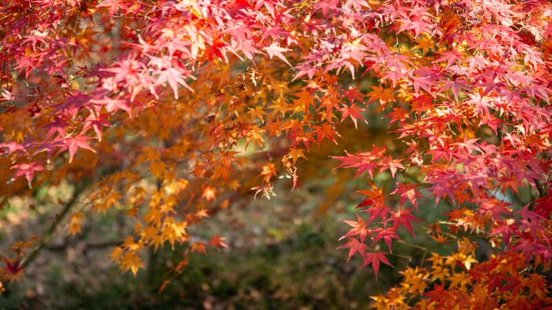 Four_Iconic_Mountains_in_China_Perfect_for_Autumn_Leaf_Peeping - Khabar Asia Four_Iconic_Mountains_in_China_Perfect_for_Autumn_Leaf_Peeping