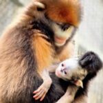 Fourth Snub-Nosed Monkey Born at Guizhou's Fanjingshan Reserve