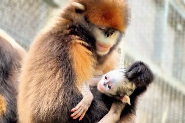 Fourth Snub-Nosed Monkey Born at Guizhou’s Fanjingshan Reserve Fourth Snub-Nosed Monkey Born at Guizhou's Fanjingshan Reserve