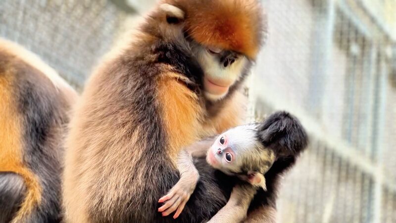 Fourth_Snub-Nosed_Monkey_Born_at_Guizhous_Fanjingshan_Reserve - Khabar Asia Fourth Snub-Nosed Monkey Born at Guizhou's Fanjingshan Reserve