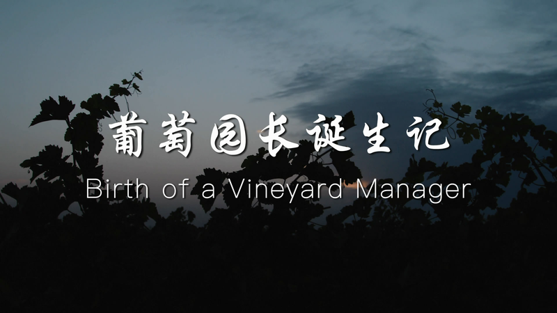 From_Barren_Lands_to_Vineyards_The_Inspiring_Journey_of_Wang_Yueying_poster - Khabar Asia From Barren Lands to Vineyards: The Inspiring Journey of Wang Yueying video poster