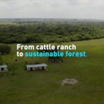 From_Cattle_Ranch_to_Sustainable_Forest__Colombia_s_Orinoco_Basin_Sees_Hope_in_Conservation_Efforts video poster