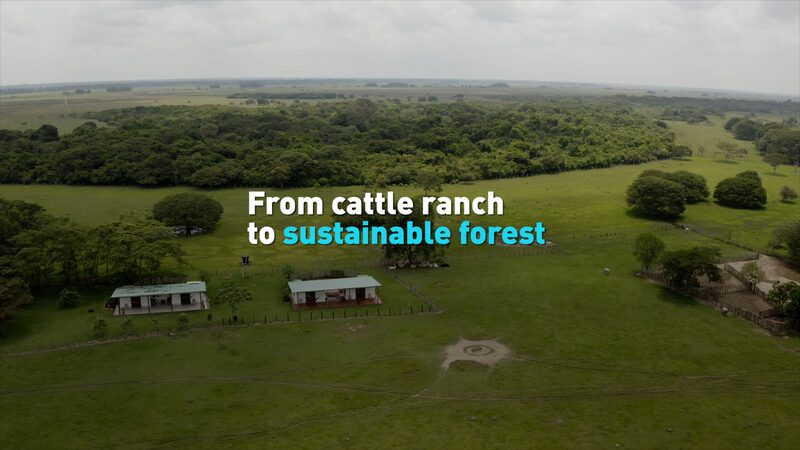 From_Cattle_Ranch_to_Sustainable_Forest__Colombia_s_Orinoco_Basin_Sees_Hope_in_Conservation_Efforts_poster - Khabar Asia From_Cattle_Ranch_to_Sustainable_Forest__Colombia_s_Orinoco_Basin_Sees_Hope_in_Conservation_Efforts video poster