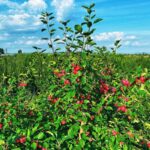 From_China_s_Deserts_to_Southeast_Asia__Crabapples_Bring_New_Taste_Sensation