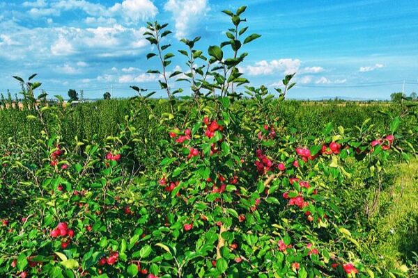 From China’s Deserts to Southeast Asia: Crabapples Bring New Taste Sensation From_China_s_Deserts_to_Southeast_Asia__Crabapples_Bring_New_Taste_Sensation