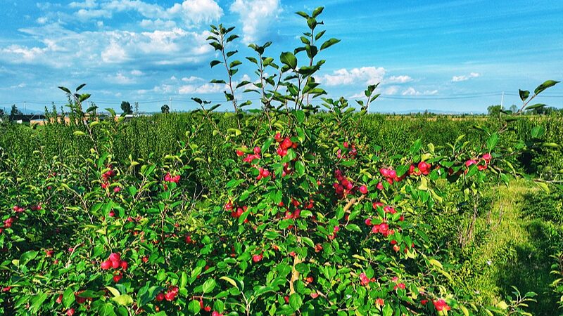 From_China_s_Deserts_to_Southeast_Asia__Crabapples_Bring_New_Taste_Sensation - Khabar Asia From_China_s_Deserts_to_Southeast_Asia__Crabapples_Bring_New_Taste_Sensation