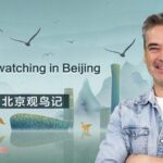 From City Streets to Skies: How Beijing Became a Birdwatcher's Paradise video poster