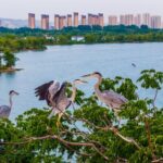 From Coal Mines to Wetlands: Huaibei City's Path to Harmony with Nature