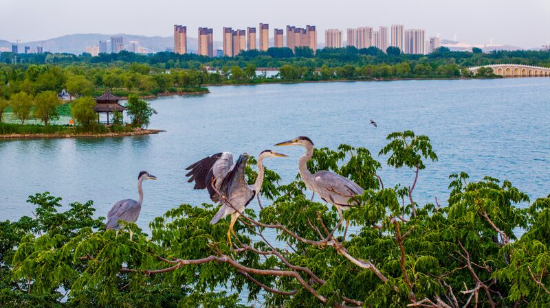 From Coal Mines to Wetlands: Huaibei City's Path to Harmony with Nature