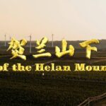 From Desert Sands to Vineyards: Ningxia's Rise East of the Helan Mountains video poster