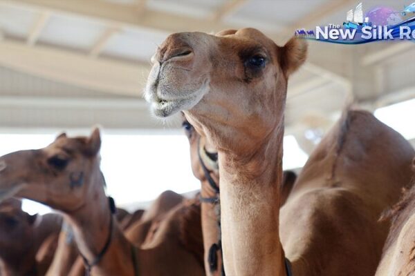 From Desert to Dairy: How Camel Milk Bridges China-UAE Trade From Desert to Dairy: How Camel Milk Bridges China-UAE Trade video poster