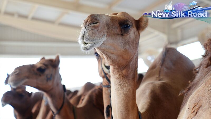 From_Desert_to_Dairy_How_Camel_Milk_Bridges_China-UAE_Trade_poster - Khabar Asia From Desert to Dairy: How Camel Milk Bridges China-UAE Trade video poster