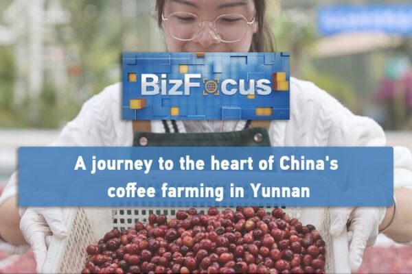 From Farm to Cup: How Yunnan Is Brewing China’s Coffee Future From Farm to Cup: How Yunnan Is Brewing China's Coffee Future video poster