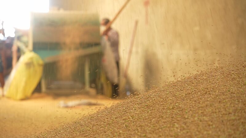 From_Field_to_Plate_Soybean_Harvest_Ends_in_Chinas_Tofu_Town_Shipai_poster - Khabar Asia From Field to Plate: Soybean Harvest Ends in China's Tofu Town Shipai video poster