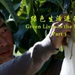 From_Fisherman_to_Mango_Farmer_Protecting_the_Yangtze_River_in_Sichuan_poster - Khabar Asia From Fisherman to Mango Farmer: Protecting the Yangtze River in Sichuan video poster