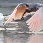 From Near Extinction to Soaring Skies: The Crested Ibis Recovery in China's Shaanxi Province video poster