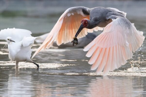 From Near Extinction to Soaring Skies: The Crested Ibis Recovery in China's Shaanxi Province video poster