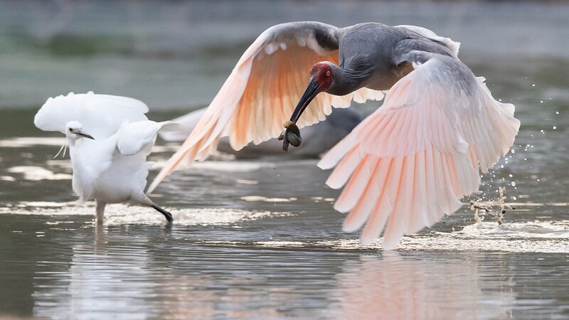 From_Near_Extinction_to_Soaring_Skies_The_Crested_Ibis_Recovery_in_Chinas_Shaanxi_Province_poster - Khabar Asia From Near Extinction to Soaring Skies: The Crested Ibis Recovery in China's Shaanxi Province video poster