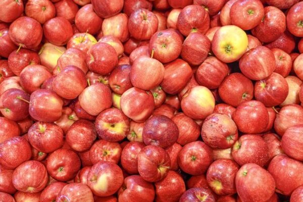 From Orchards to Tables: The Journey of New Zealand’s Gala Apples to the Chinese Mainland From Orchards to Tables: The Journey of New Zealand's Gala Apples to the Chinese Mainland