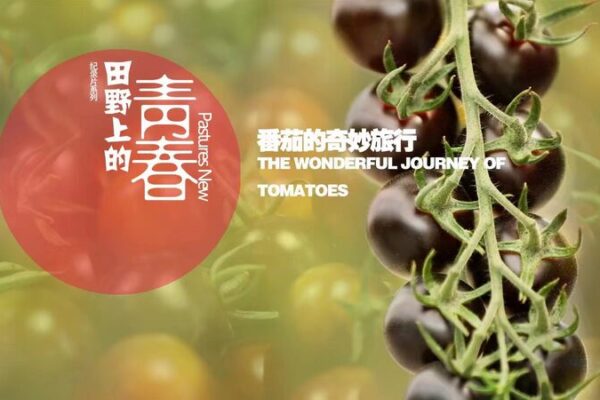 From PhD Aspirations to Agricultural Innovation: Xu Dan’s Impact on China’s Farming Communities From PhD Aspirations to Agricultural Innovation: Xu Dan's Impact on China's Farming Communities video poster