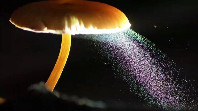 From Pharmacology to Fungi: Zhou Qingfeng's Unconventional Journey video poster