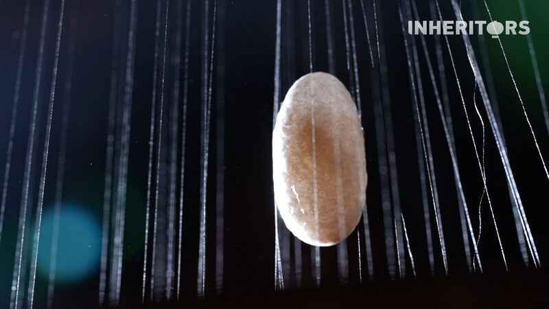 From_Silkworm_to_Art__The_Enduring_Legacy_of_Silk_in_Chinese_Culture - Khabar Asia From_Silkworm_to_Art__The_Enduring_Legacy_of_Silk_in_Chinese_Culture