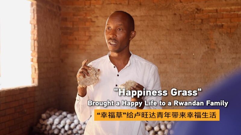 From_Struggle_to_Success__How__Happiness_Grass__Transformed_a_Rwandan_Family_poster - Khabar Asia From_Struggle_to_Success__How__Happiness_Grass__Transformed_a_Rwandan_Family video poster