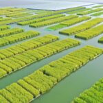 From_Sunken_Mines_to_Rice_Fields__Ecological_Transformation_in_Anhui