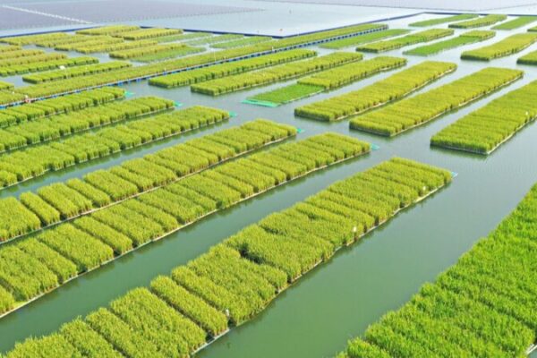 From Sunken Mines to Rice Fields: Ecological Transformation in Anhui From_Sunken_Mines_to_Rice_Fields__Ecological_Transformation_in_Anhui