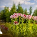 From_Toxic_Plant_to_Precious_Paper__The_Ancient_Art_of_Tibetan_Papermaking video poster