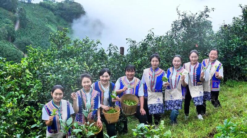 From_Yunnan_to_Beijing__Lahu_People_Showcase_Bingdao_Tea_at_Expo_poster - Khabar Asia From_Yunnan_to_Beijing__Lahu_People_Showcase_Bingdao_Tea_at_Expo video poster