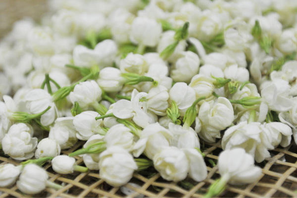 Fujian: China’s Tea Powerhouse Brewing Prosperity and Tradition Fujian: China's Tea Powerhouse Brewing Prosperity and Tradition