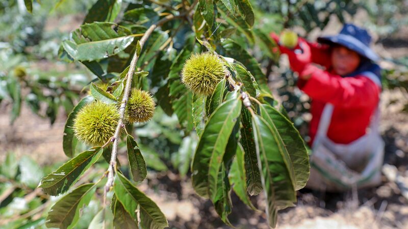 Fujian's Forests: An 1,800-Year Chestnut Tradition Thrives in Jian'ou