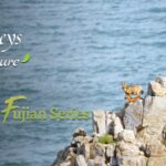 Fujian's Seaside Pasture: Home to the Eastern Fujian White-Browed Goat video poster