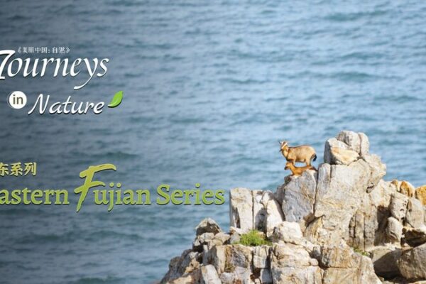 Fujian’s Seaside Pasture: Home to the Eastern Fujian White-Browed Goat Fujian's Seaside Pasture: Home to the Eastern Fujian White-Browed Goat video poster