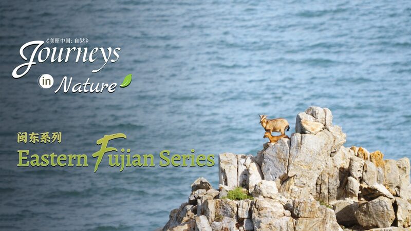 Fujians_Seaside_Pasture_Home_to_the_Eastern_Fujian_White-Browed_Goat_poster - Khabar Asia Fujian's Seaside Pasture: Home to the Eastern Fujian White-Browed Goat video poster