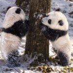 Furry Creatures Embrace Winter's Icy Grip