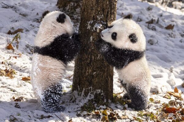 Furry Creatures Embrace Winter’s Icy Grip Furry Creatures Embrace Winter's Icy Grip