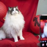 Furry_Friends_Take_Center_Stage_in_Chinese_New_Year_Celebrations