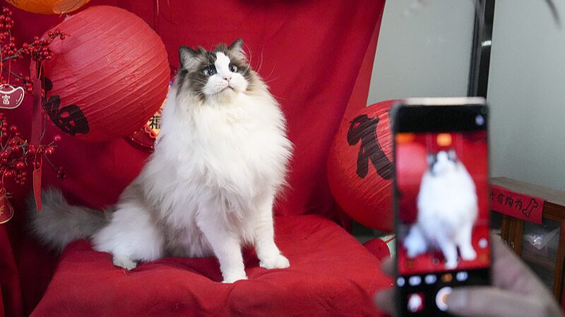 Furry_Friends_Take_Center_Stage_in_Chinese_New_Year_Celebrations
