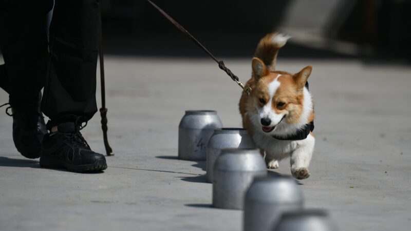 Fuzai the Corgi: China's First Short-Legged Police Dog Captivates Hearts