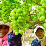Gansu_Farmers_Harvest_Grapes_Amid_Sunshine__Ship_Nationwide