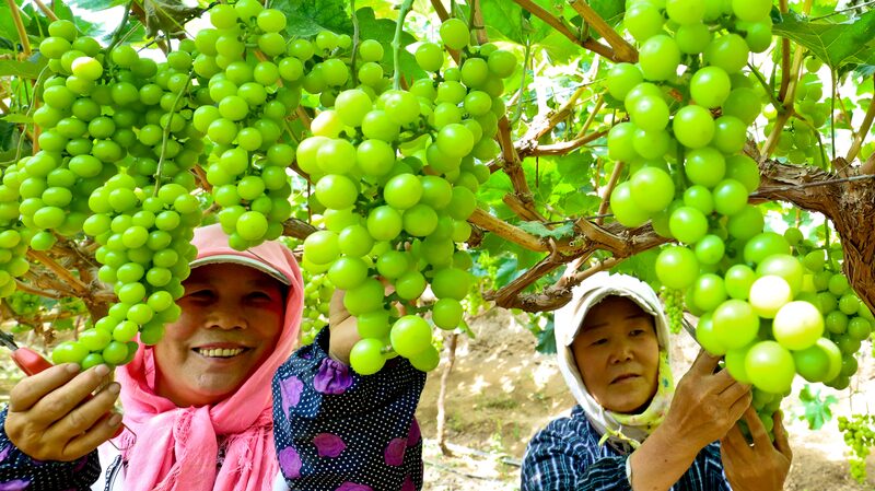 Gansu_Farmers_Harvest_Grapes_Amid_Sunshine__Ship_Nationwide