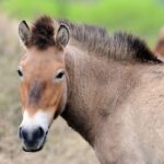 Gansu_Relocates_Przewalski_s_Horses_to_Boost_Genetic_Diversity video poster
